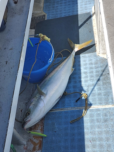 ブリの釣果