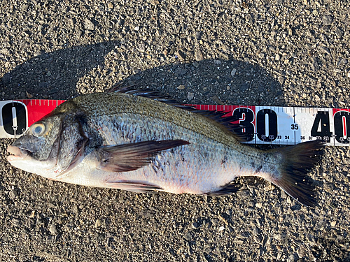 クロダイの釣果