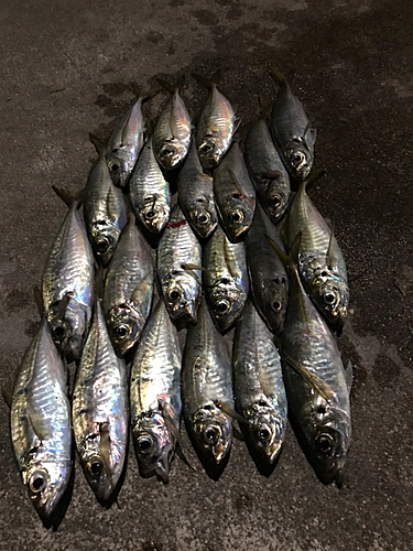 アジの釣果