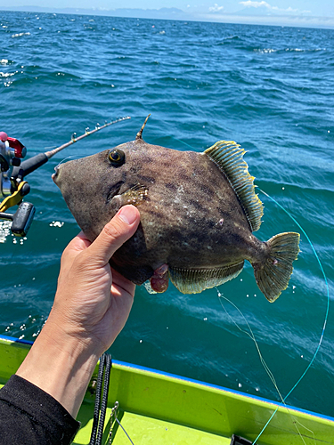 カワハギの釣果