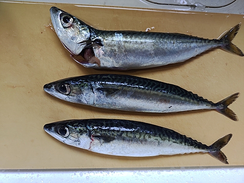 サバの釣果