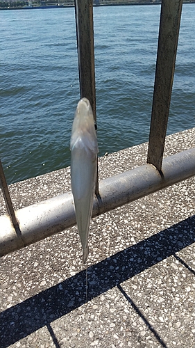 シロギスの釣果