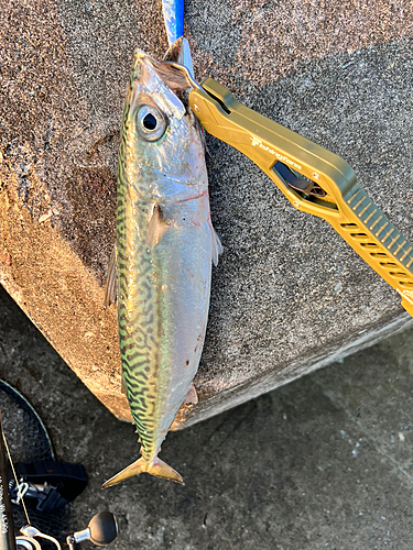 サバの釣果