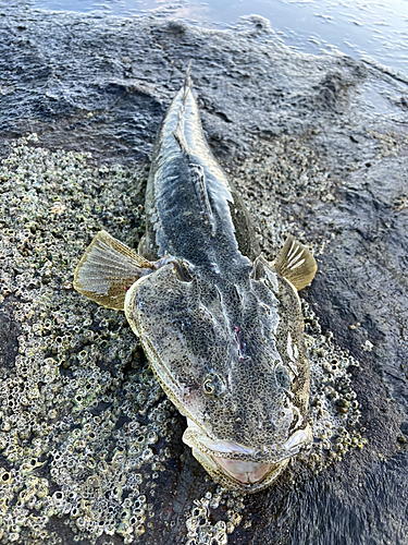 マゴチの釣果