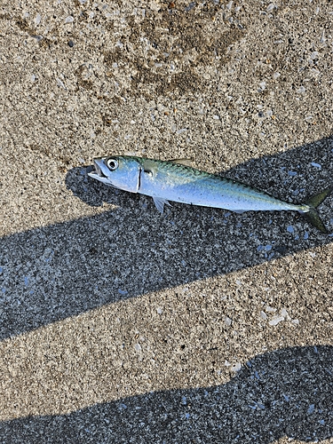 サバの釣果