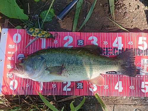 ブラックバスの釣果