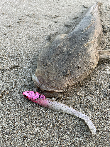 マゴチの釣果