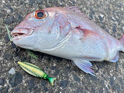 マダイの釣果