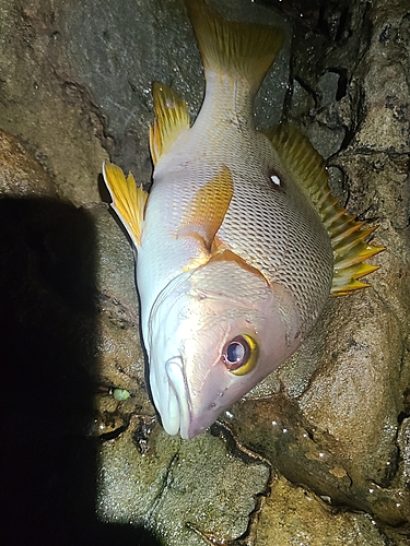 シブダイの釣果