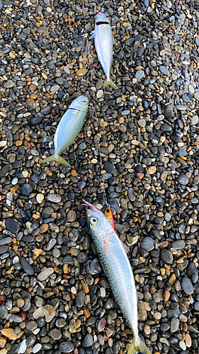 サバの釣果