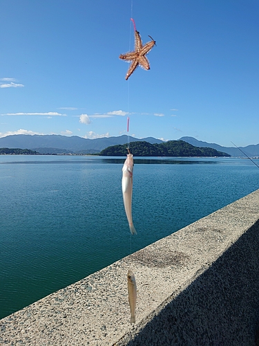 キスの釣果