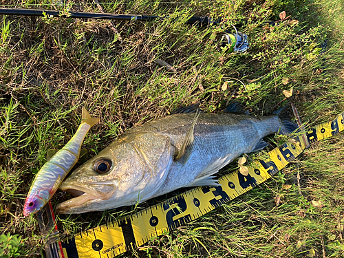 シーバスの釣果