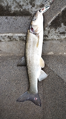 ウグイの釣果