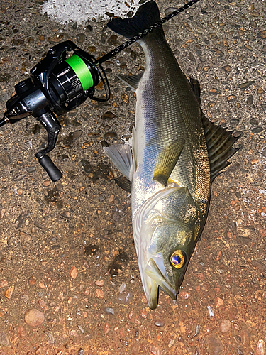 フッコ（マルスズキ）の釣果