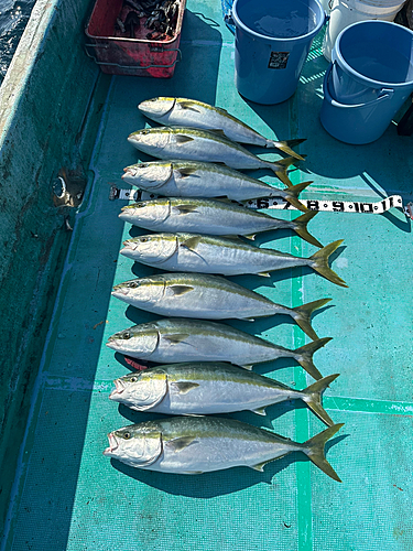 ブリの釣果