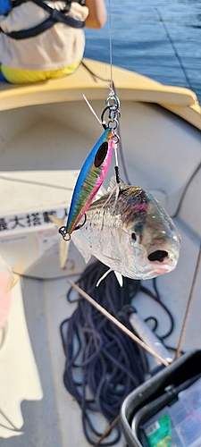 コノシロの釣果