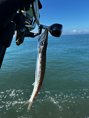 カマスの釣果