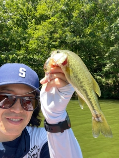 ブラックバスの釣果