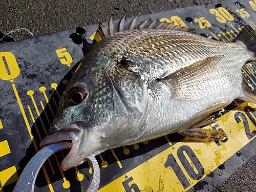 キビレの釣果