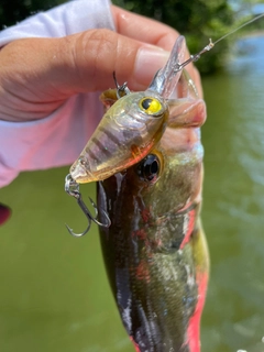 ブラックバスの釣果