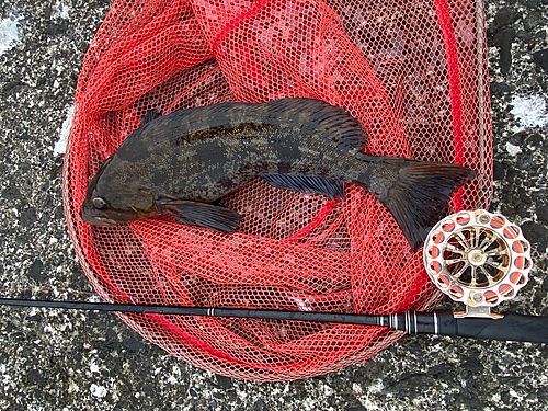 アブラコの釣果