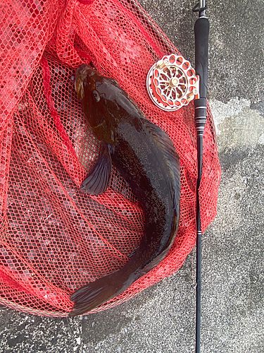 アブラコの釣果