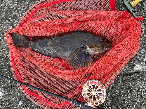 アブラコの釣果