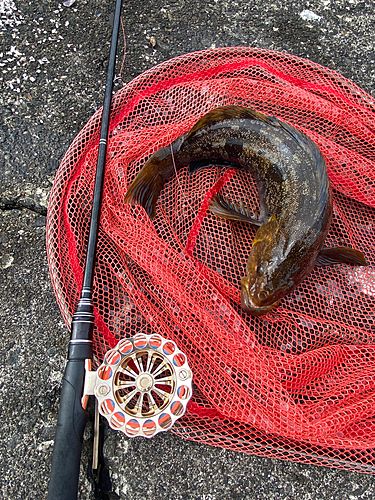アブラコの釣果