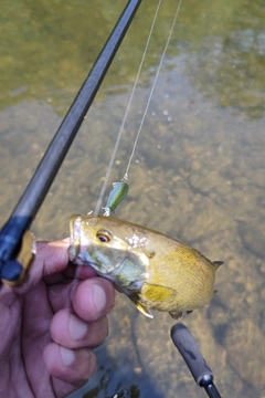 スモールマウスバスの釣果