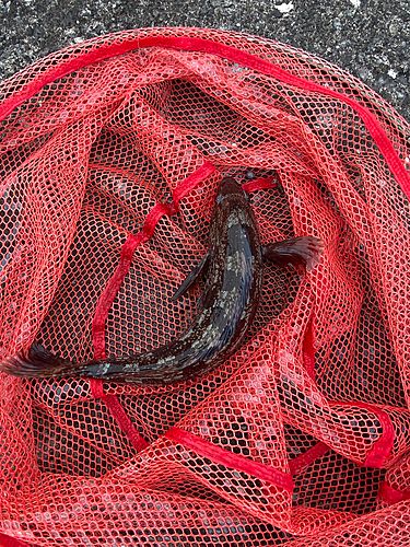 アブラコの釣果