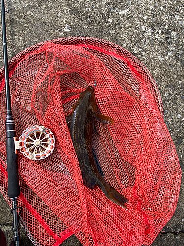 アブラコの釣果