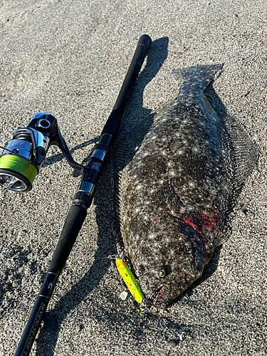 ヒラメの釣果