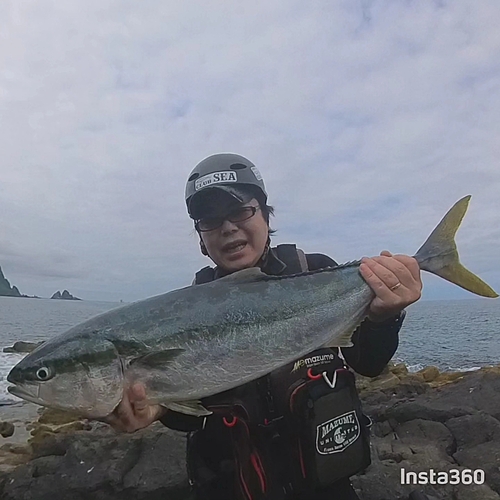 ブリの釣果