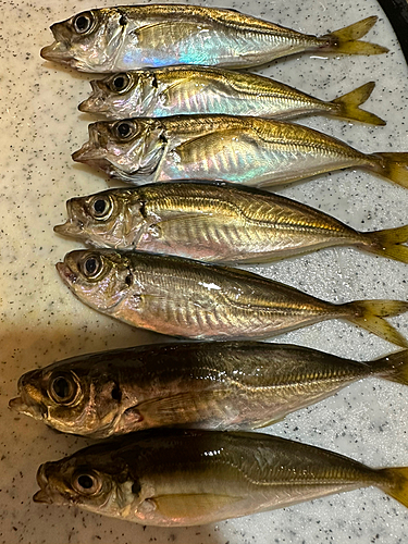 アジの釣果