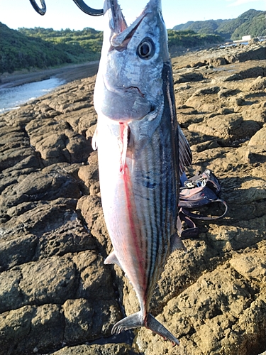 ハガツオの釣果