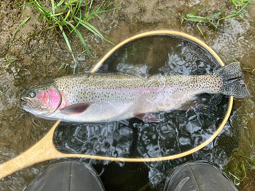 ニジマスの釣果