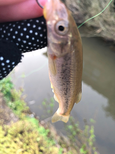 アブラハヤの釣果