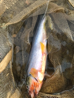 カワムツの釣果