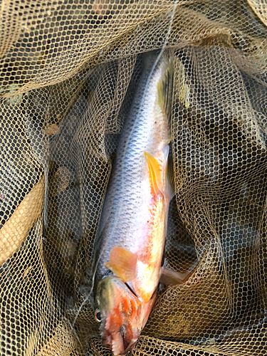 カワムツの釣果