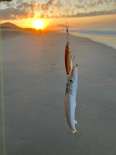 カマスの釣果