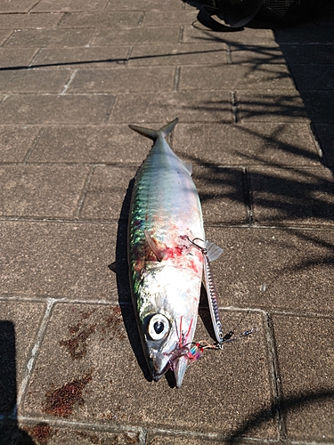 マサバの釣果