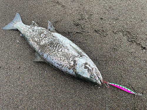 サクラマスの釣果