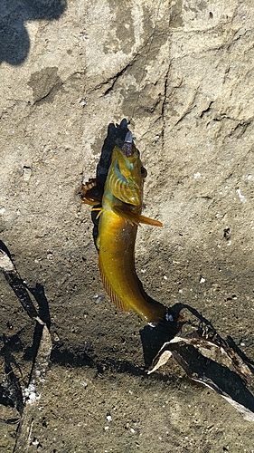 アナハゼの釣果