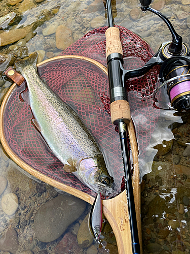 ニジマスの釣果