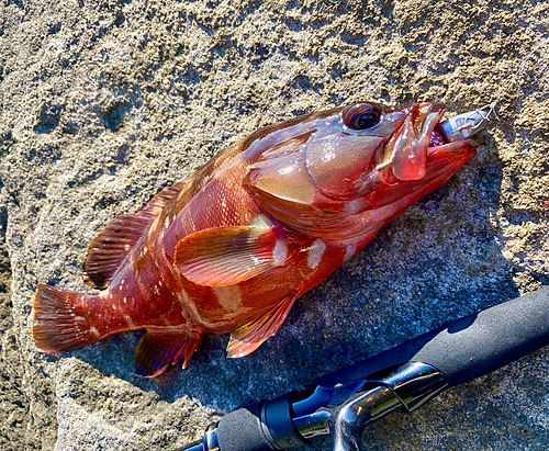 アカハタの釣果