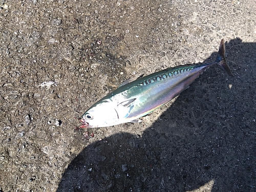 マルソウダの釣果