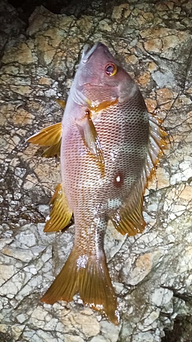 シブダイの釣果