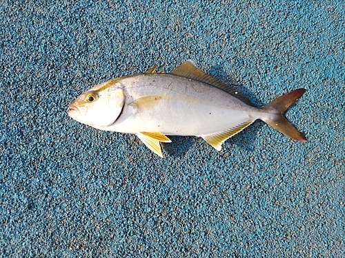 ショゴの釣果