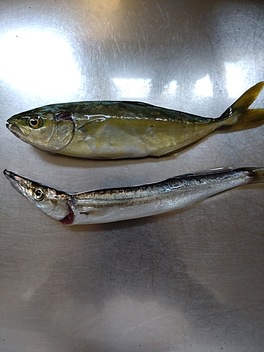 カマスの釣果