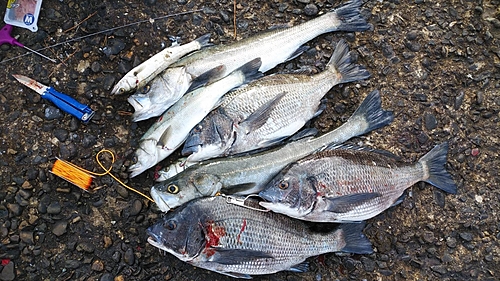 クロダイの釣果